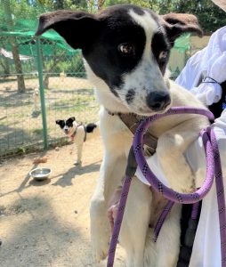 第11回 わんわんパラコル ｎｐｏ法人青い鳥動物愛護会 山口県防府市 ふるさと納税 指定団体